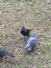 Corvus monedula soemmerringii