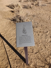 Hilaria rigida