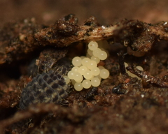 Morulodes setosus