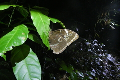 Morpho achilles