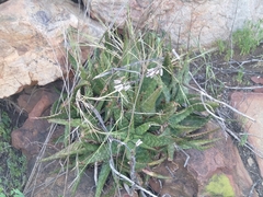 Aloe greatheadii davyana