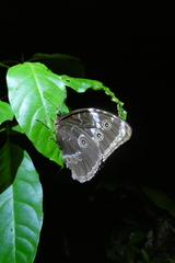 Morpho achilles