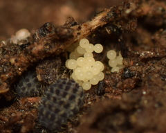 Morulodes setosus
