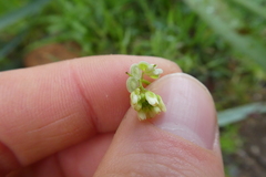 Biscutella laevigata