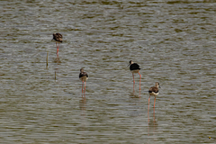 Himantopus himantopus