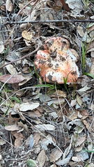Hypomyces lactifluorum