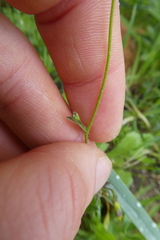 Biscutella laevigata