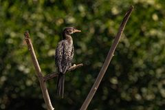 Microcarbo africanus