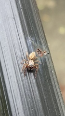 Trite auricoma
