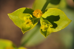 Euphorbia cheiradenia