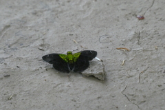 Gorgopas