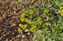Euphorbia cheiradenia