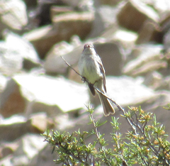 Empidonax wrightii