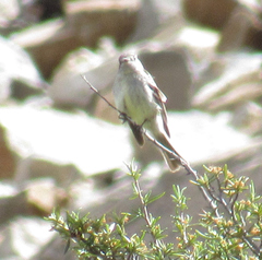 Empidonax wrightii