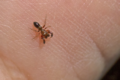 Synageles dalmaticus