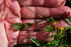 Diplotaxis catholica