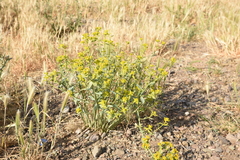 Euphorbia cheiradenia