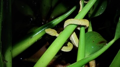 Bothriechis lateralis