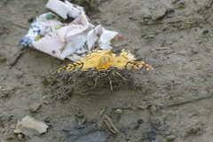 Myscelus amystis