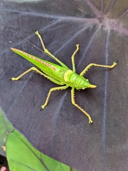 Copiphora rhinoceros