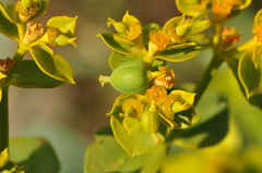 Euphorbia cheiradenia