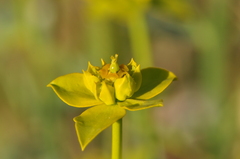 Euphorbia cheiradenia