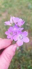 Geranium collinum