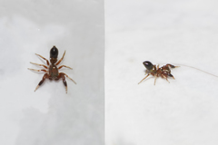 Synageles dalmaticus