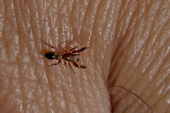 Synageles dalmaticus