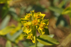 Euphorbia cheiradenia