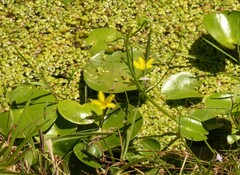 Nymphoides thunbergiana