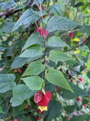 Callianthe megapotamica