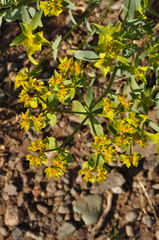 Euphorbia cheiradenia