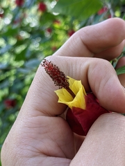 Callianthe megapotamica