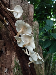 Ripartitella brasiliensis