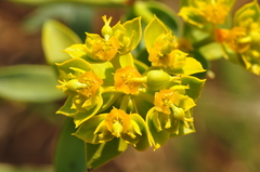 Euphorbia cheiradenia