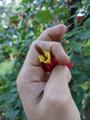 Callianthe megapotamica