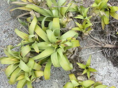 Vriesea freicanecana