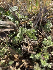 Galium virgatum