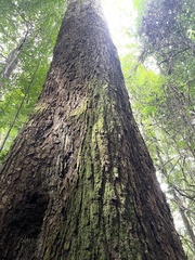 Cedrelinga cateniformis