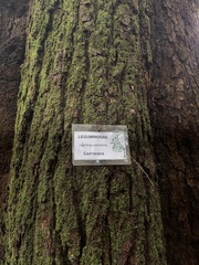 Cedrelinga cateniformis