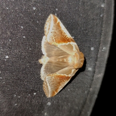 Habrosyne pyritoides