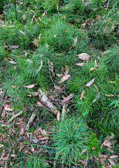 Lycopodium deuterodensum