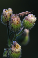 Nysius senecionis