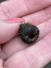 Cirsium texanum