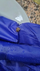 Antiteuchus