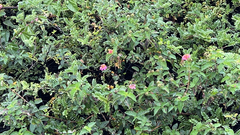 Osteomeles anthyllidifolia