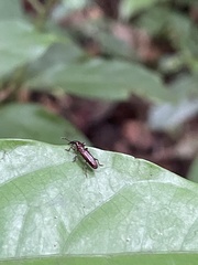 Brentinae