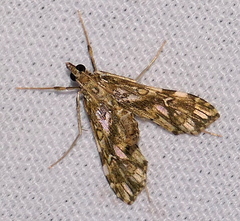 Rhectosemia viriditincta