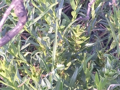 Wahlenbergia undulata